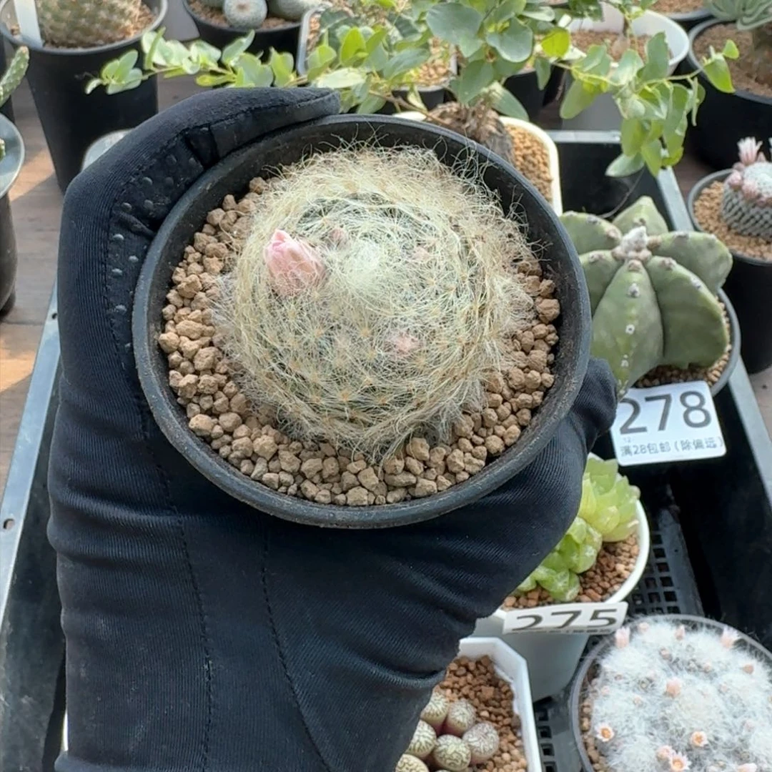 P***a翠星～实生～～～～～