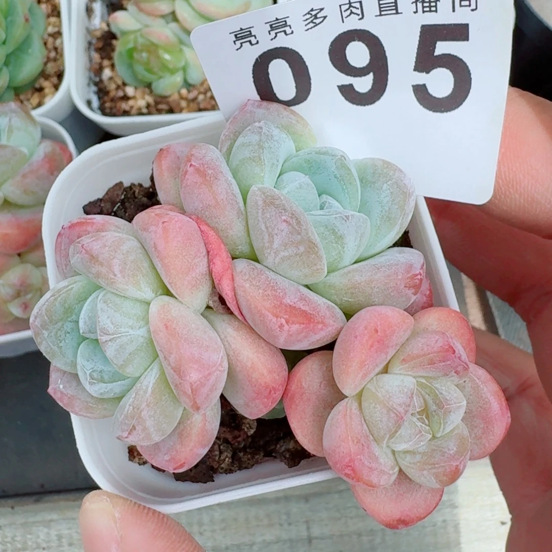 糖心冰玉            精美多肉植物