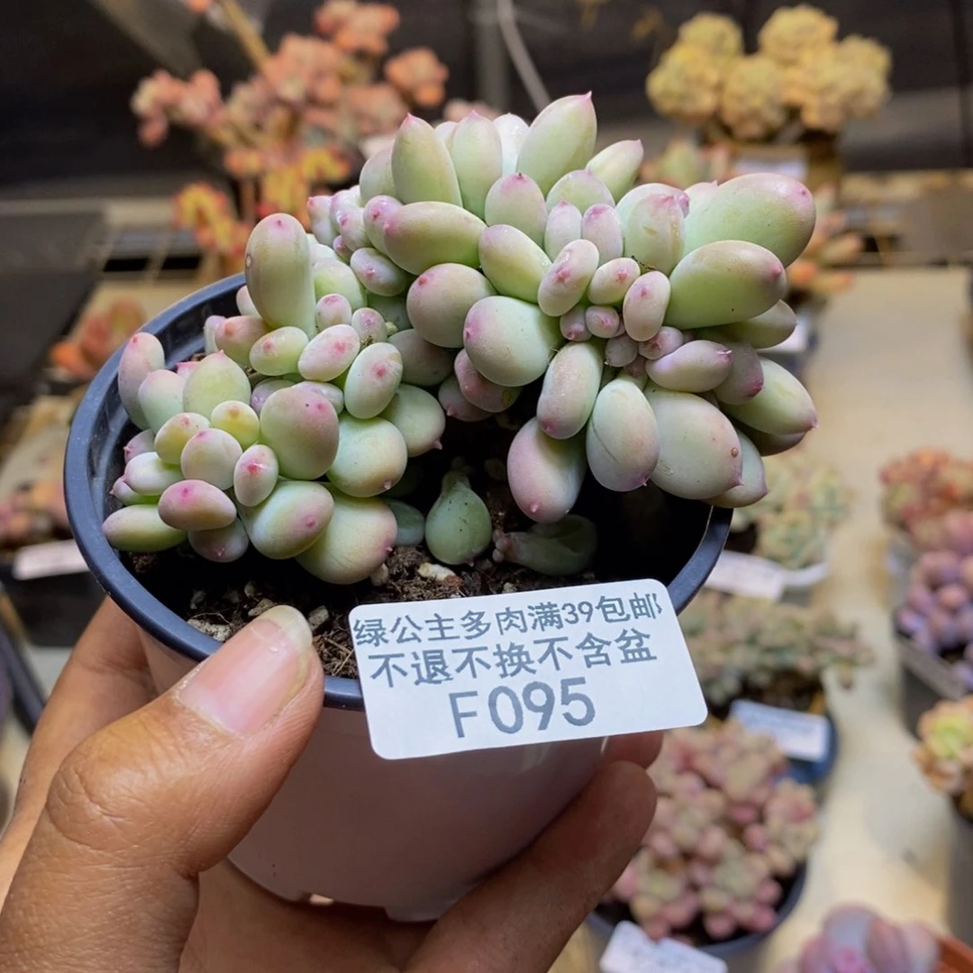 095苹果奶四代缀多肉7cm