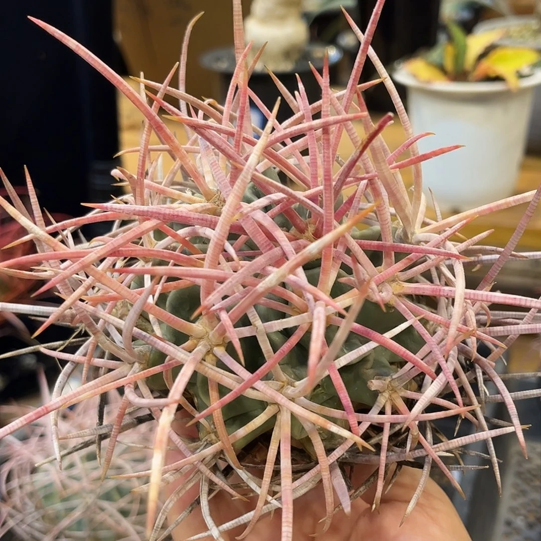 潮流植物 大龙冠 长刺