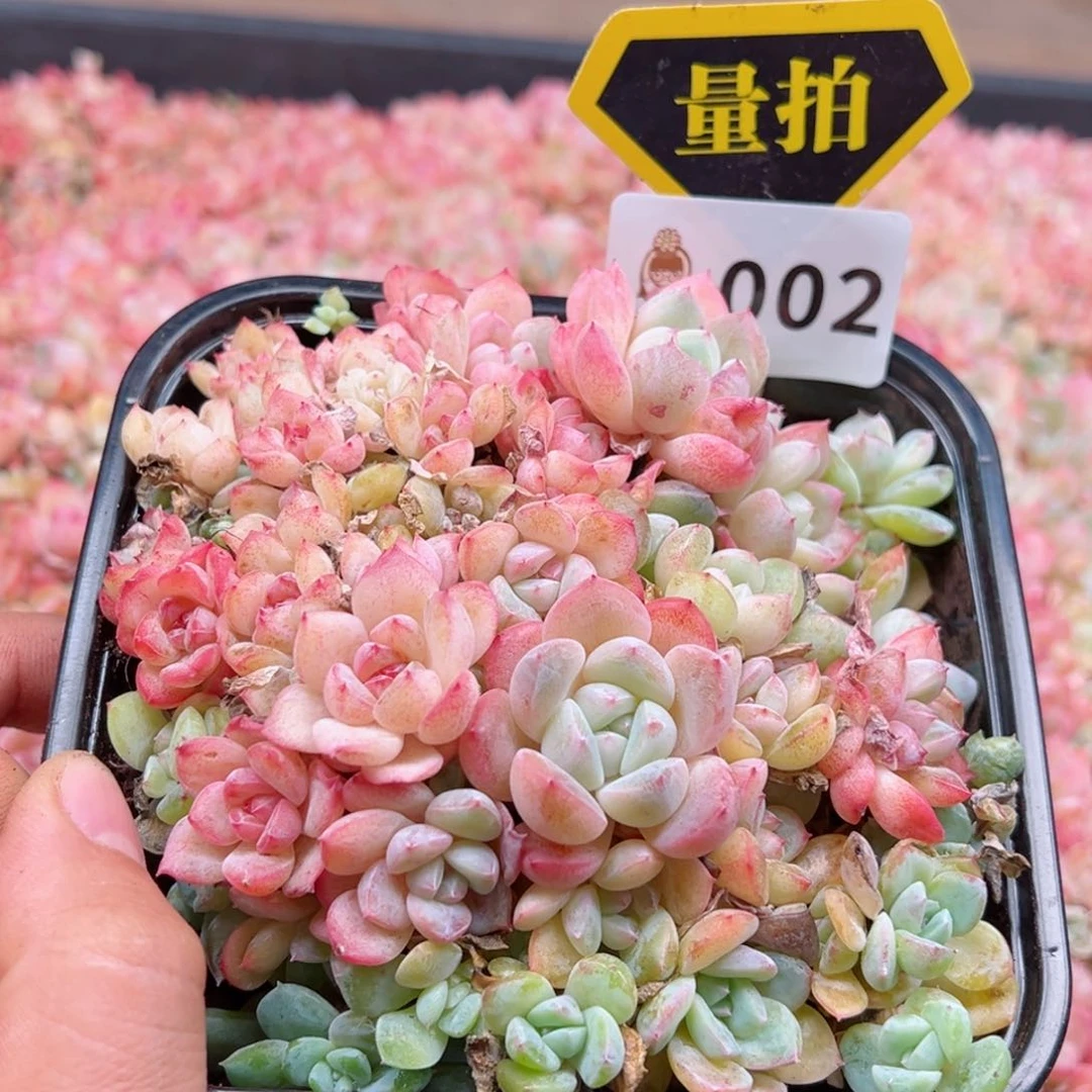 多肉植物多肉植物