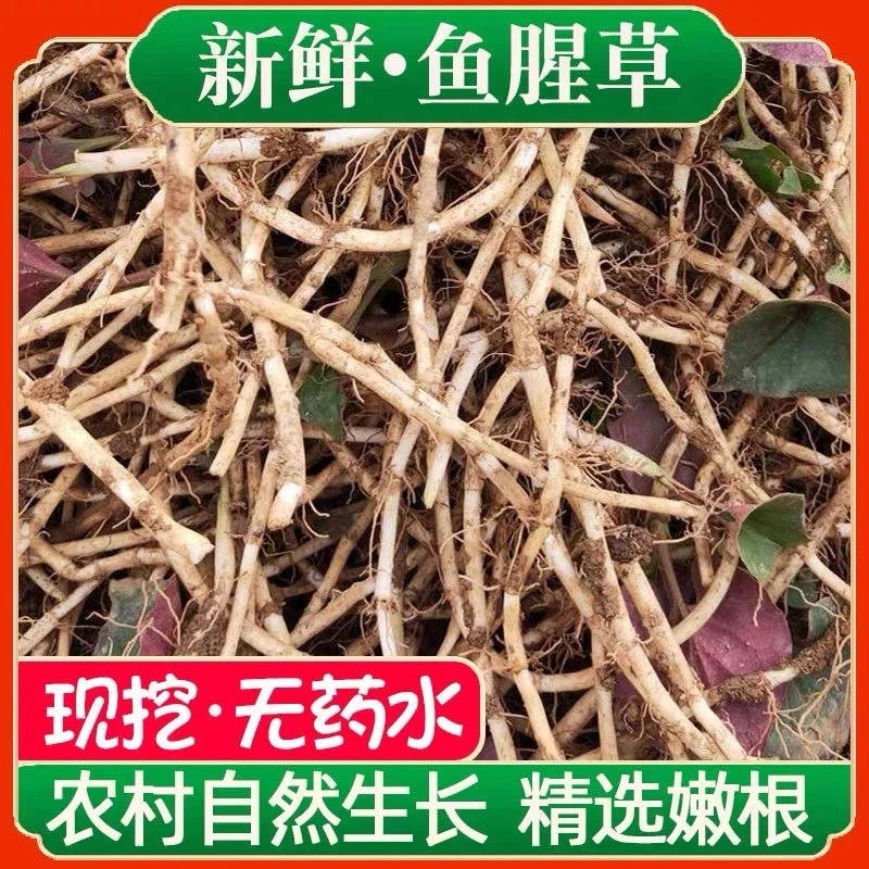 【新根上市】现挖无药水节节根带泥鱼腥草新鲜折耳根嫩根湖北特产