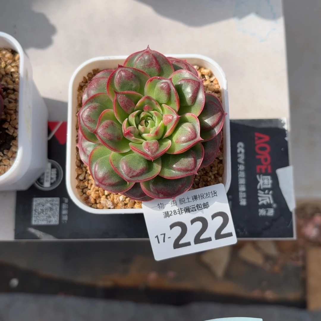 妍瘤西玛多肉多肉多肉