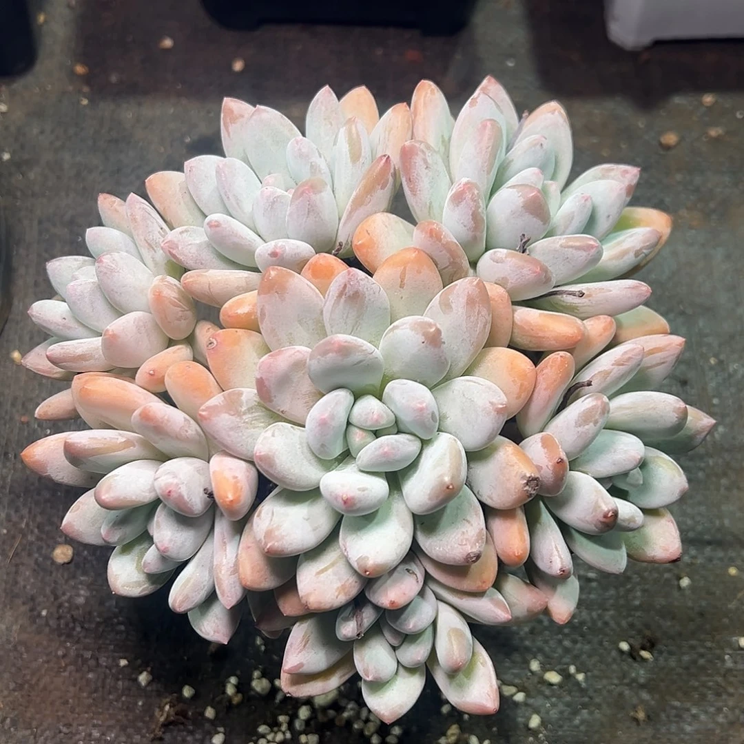 1027042 香水手捧无砍老桩