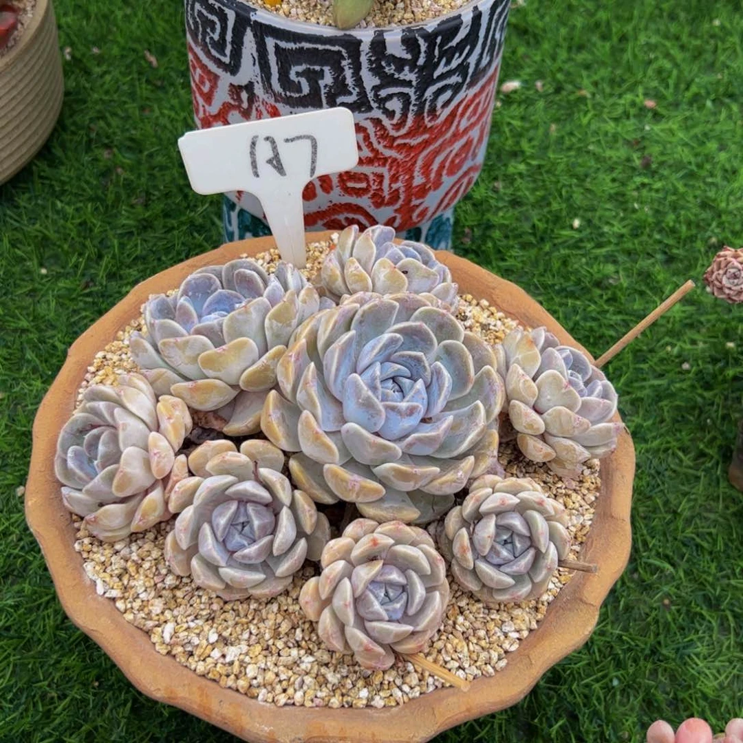 遥***蓝手捧花小老桩汉堡包