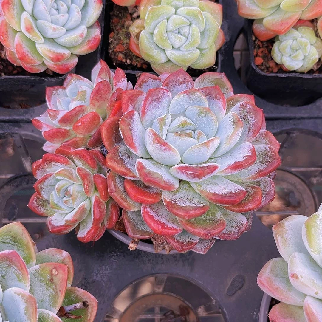 27号888899888888889999