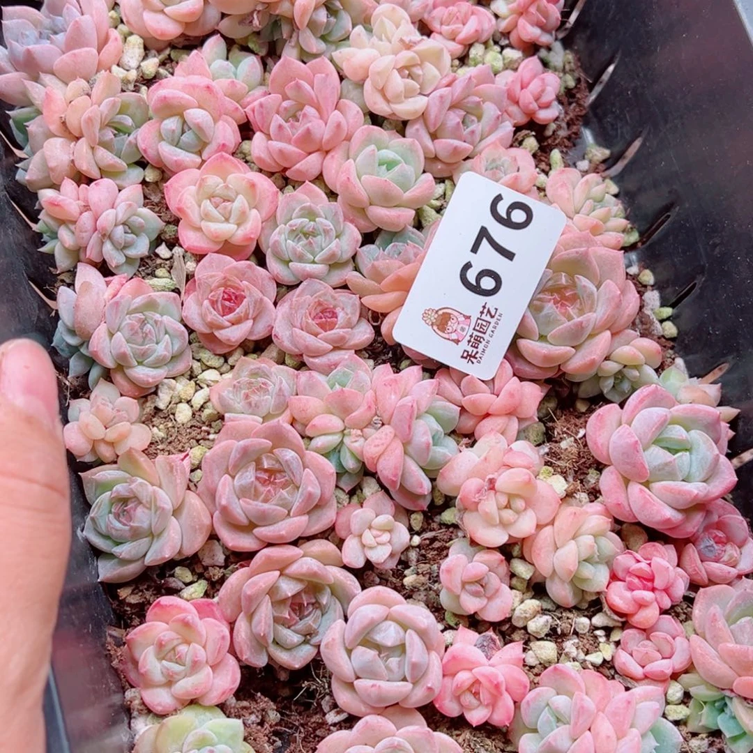 好****多肉植物多肉植物