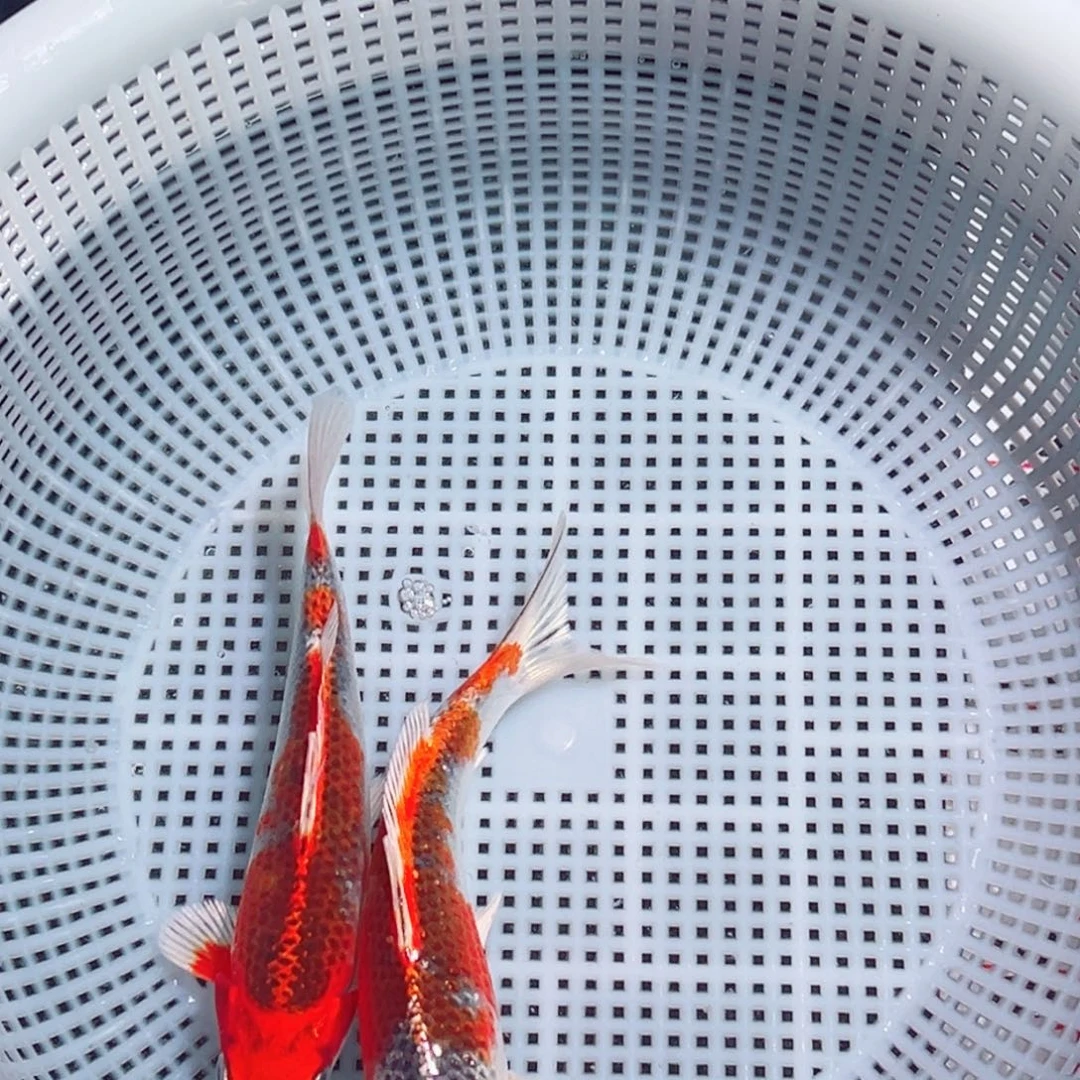 锦鲤锦鲤观赏鱼1111