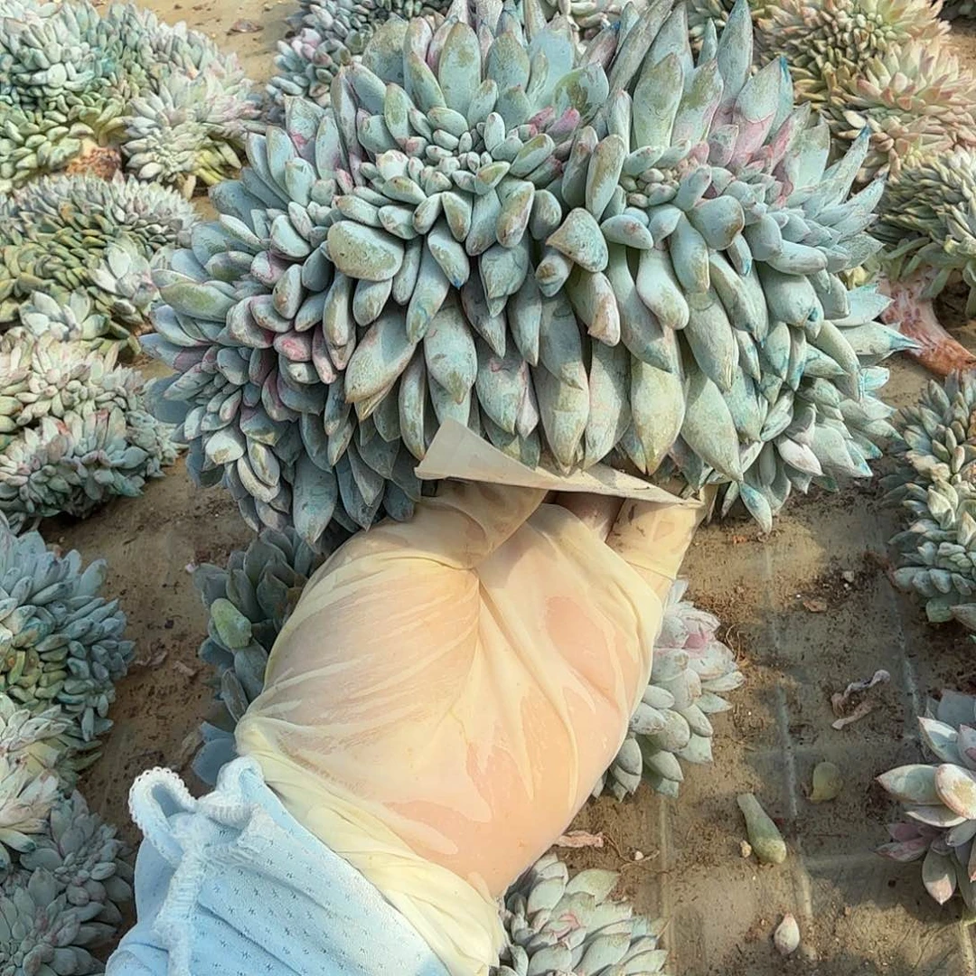 线超级散的鸡腿呀呀