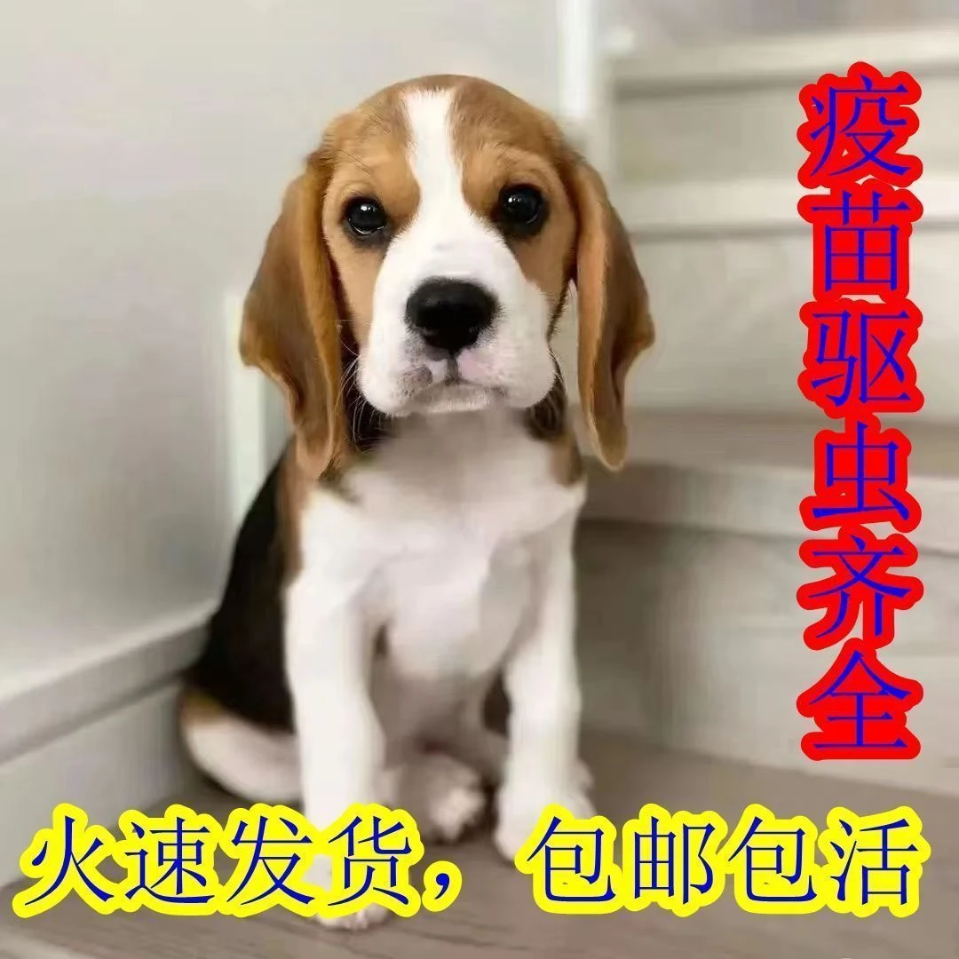 【领养】比格警犬小型猎犬幼犬活物小狗米鲁犬猎兔犬米格耳朵宠物