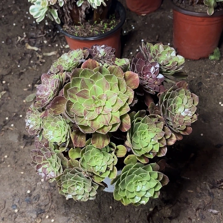 从***来多肉植物花月夜69