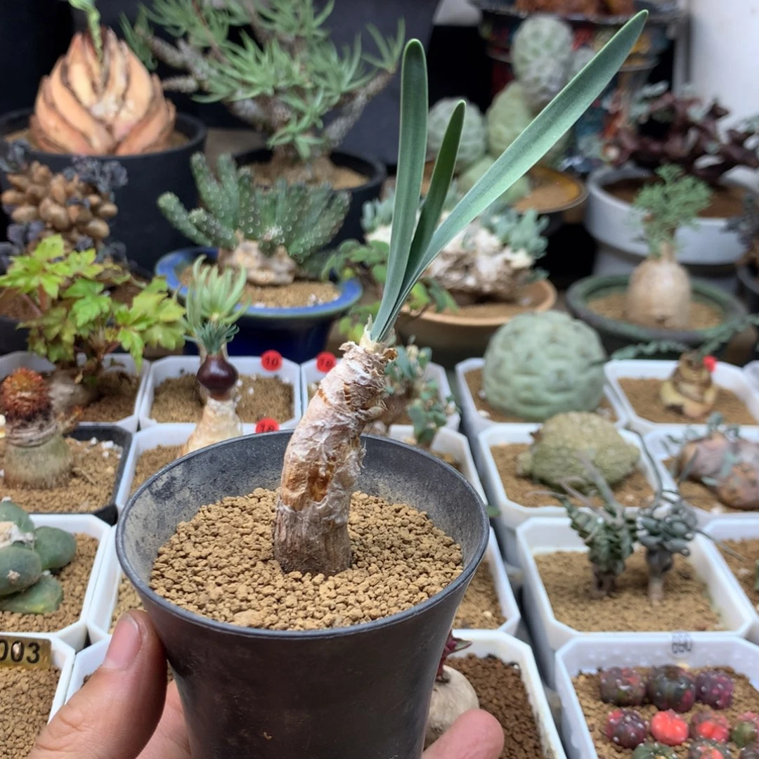 产地巨凤之卵带盆