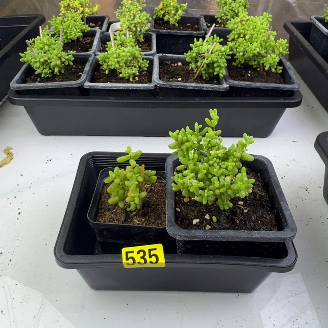枝干番杏多肉植物535
