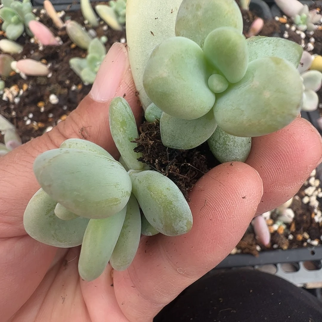 唐***生多肉植物多肉植物