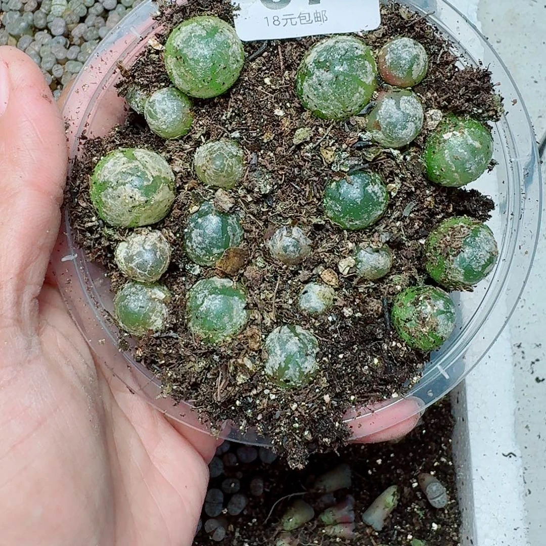 7多肉植物多肉植物