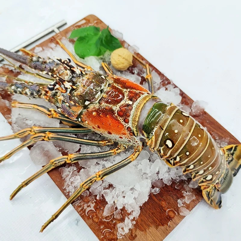 古巴龙龙虾新鲜肉质饱满单只300-3500g/只