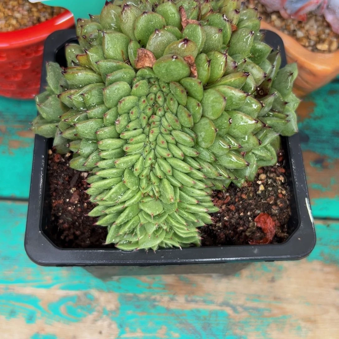 蛋**嫲多肉一物一拍0604-98