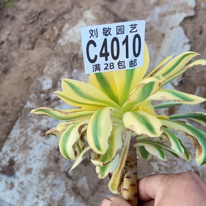 绿魄多肉植物法师无根4010