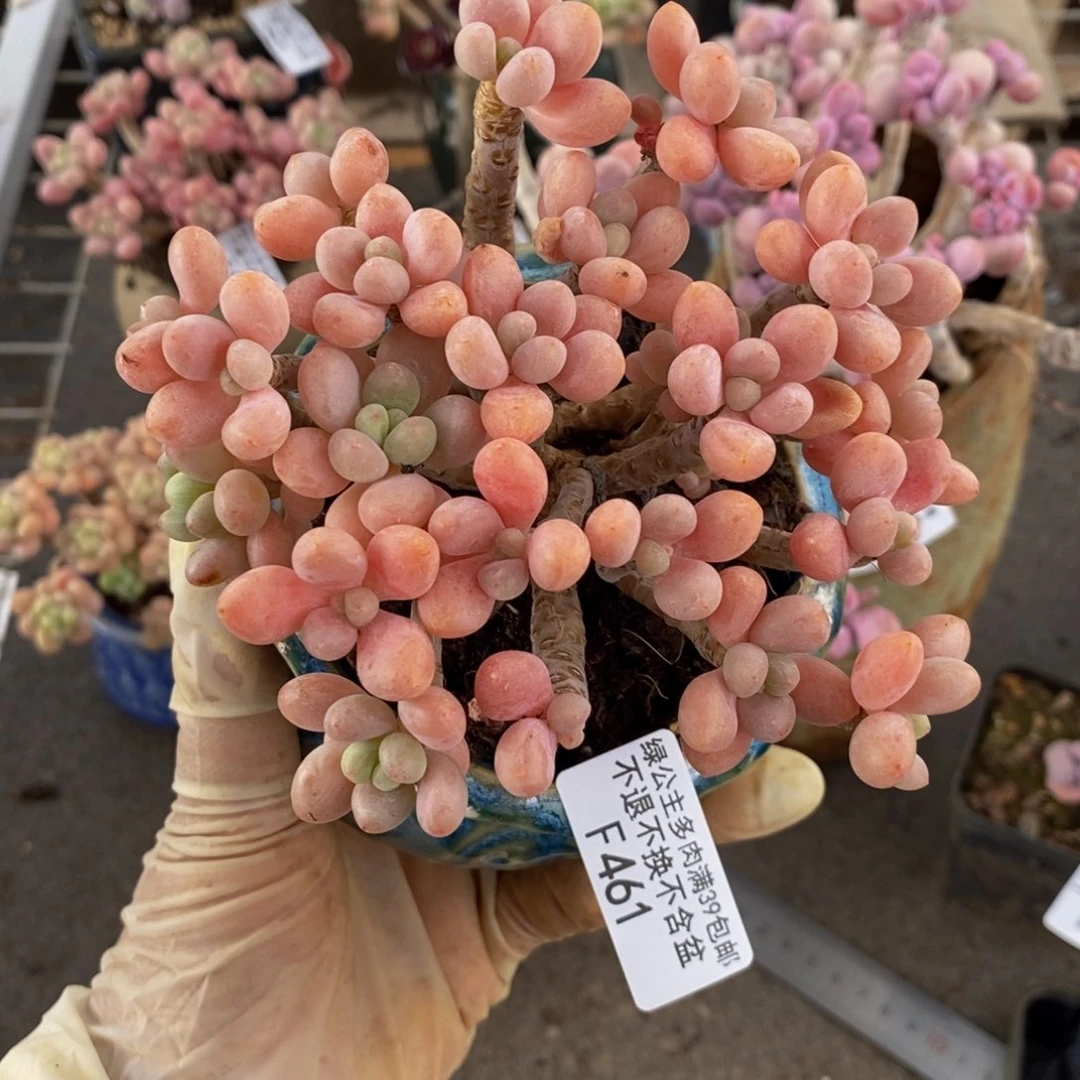 鱼子酱461/10cm多肉