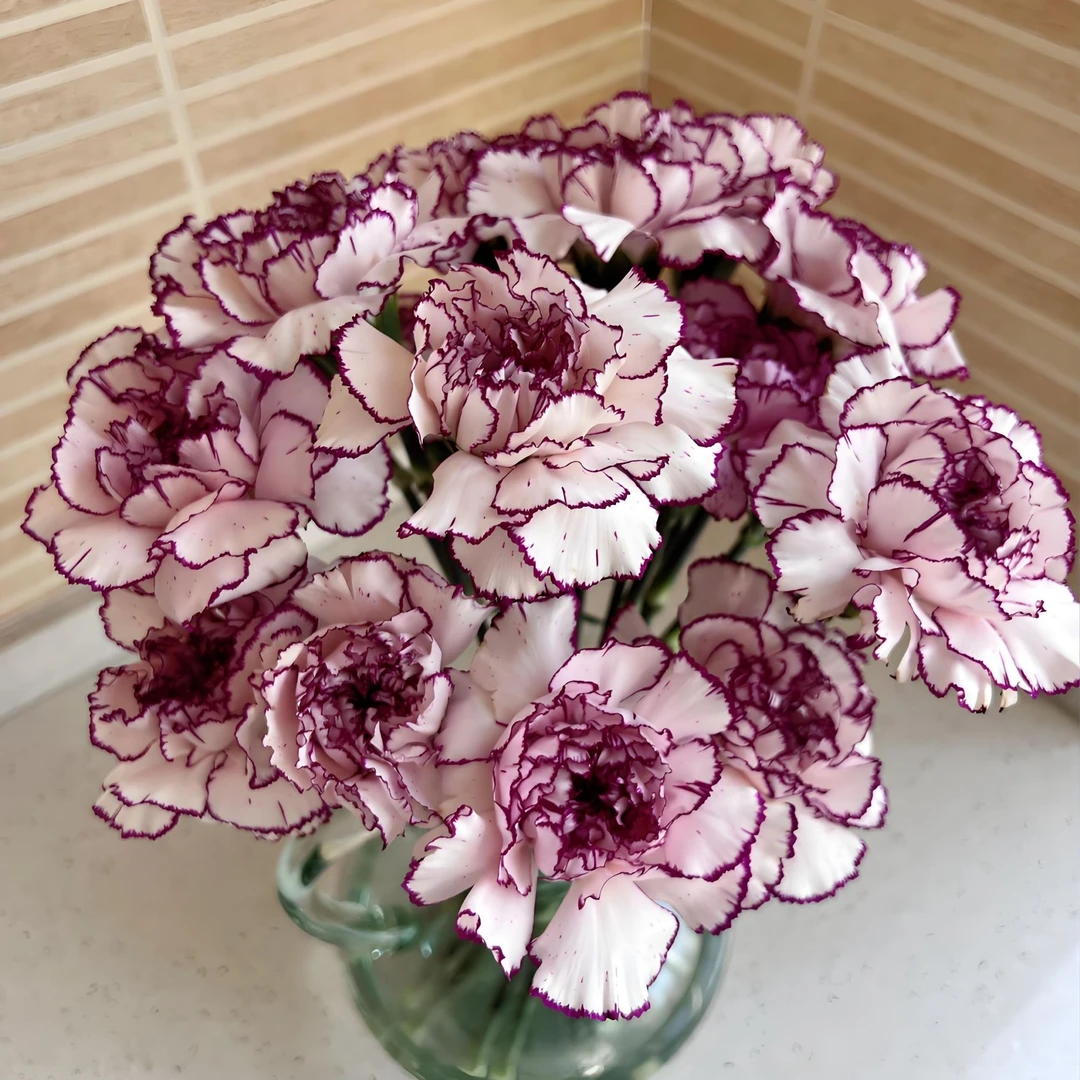 小美专属『紫精灵康乃馨10支』全场任意满两单鲜花顺丰包邮 3单送黄莺草 鲜花直播批发次日达包邮