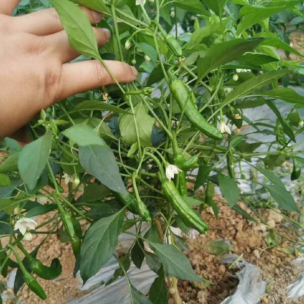 农村新鲜辣椒 蔬菜代收链接