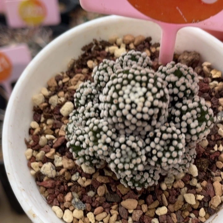 自根松针牡丹一棵2938