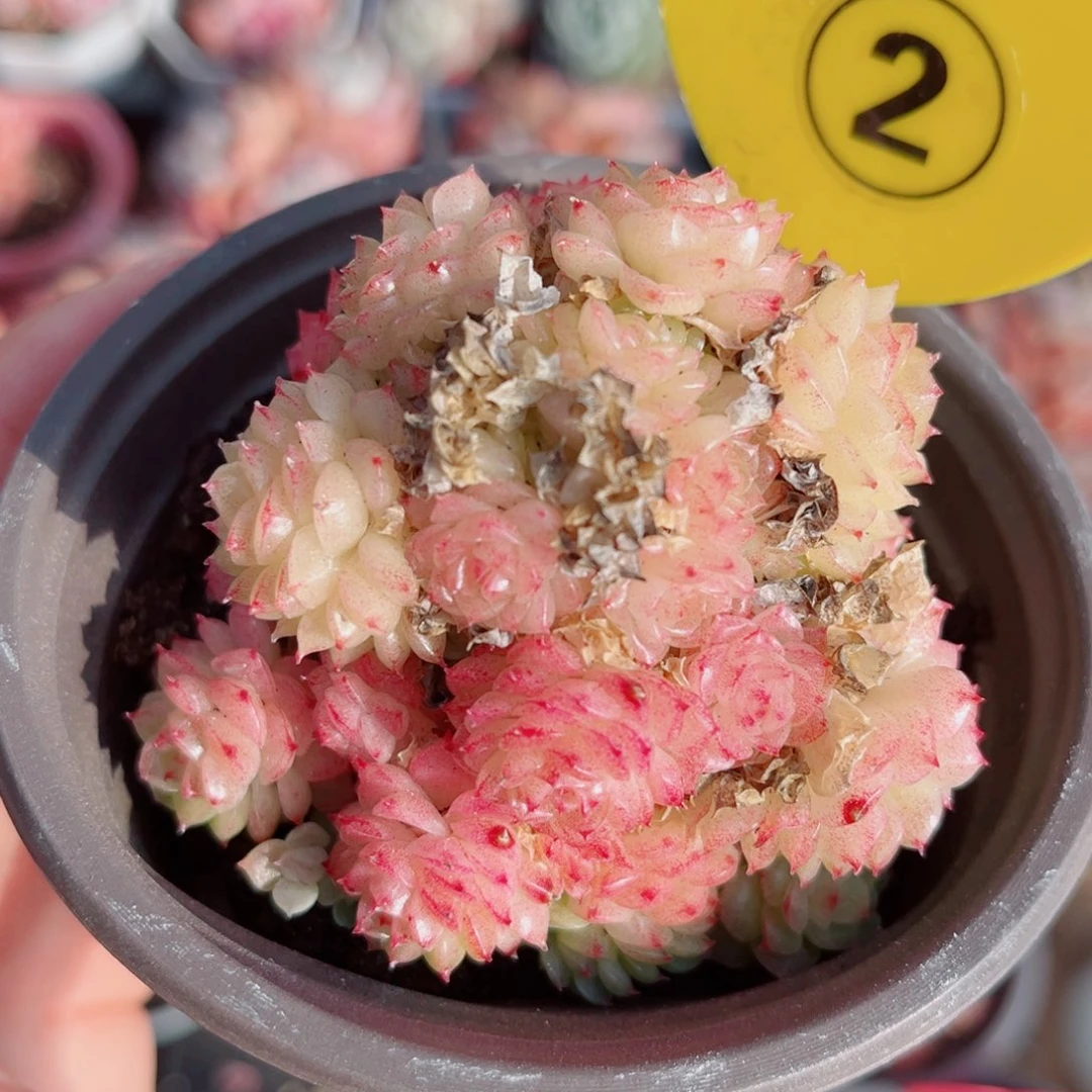 2号小老桩麦秆群不包整