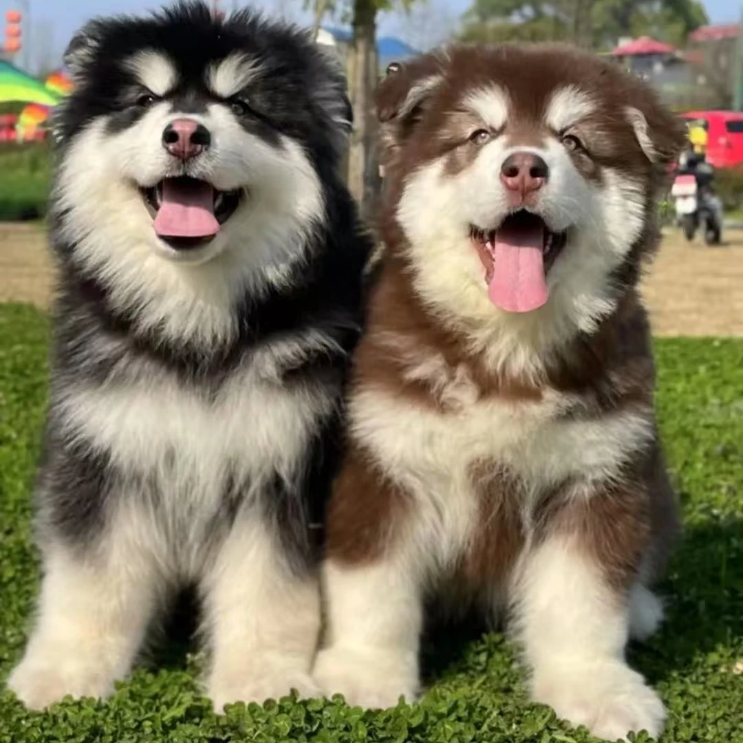 【旺喵犬舍】狗狗通用链接