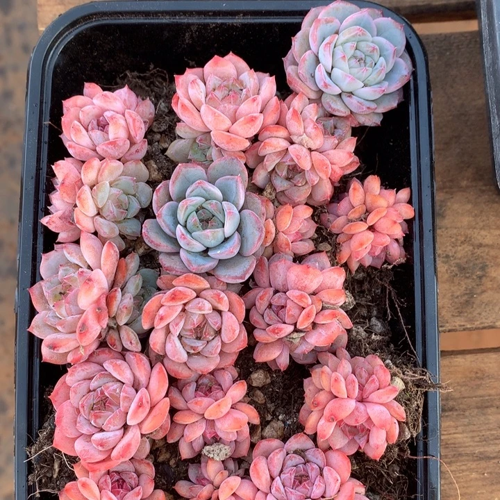 粉溏心切糕一物一拍