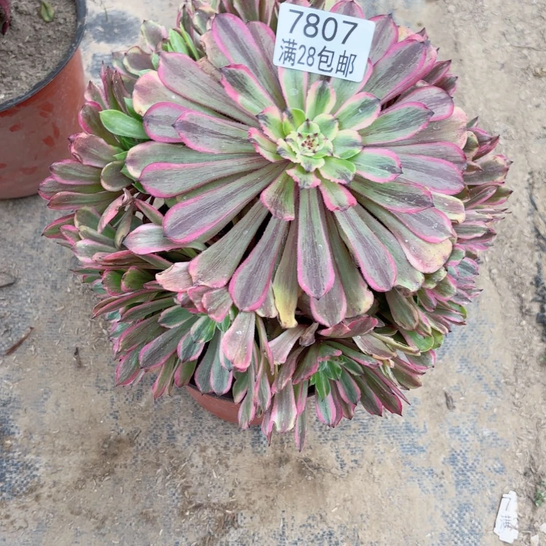V. 7807粉带多肉