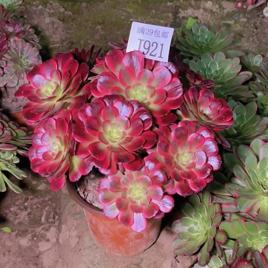 921安娜多肉植物