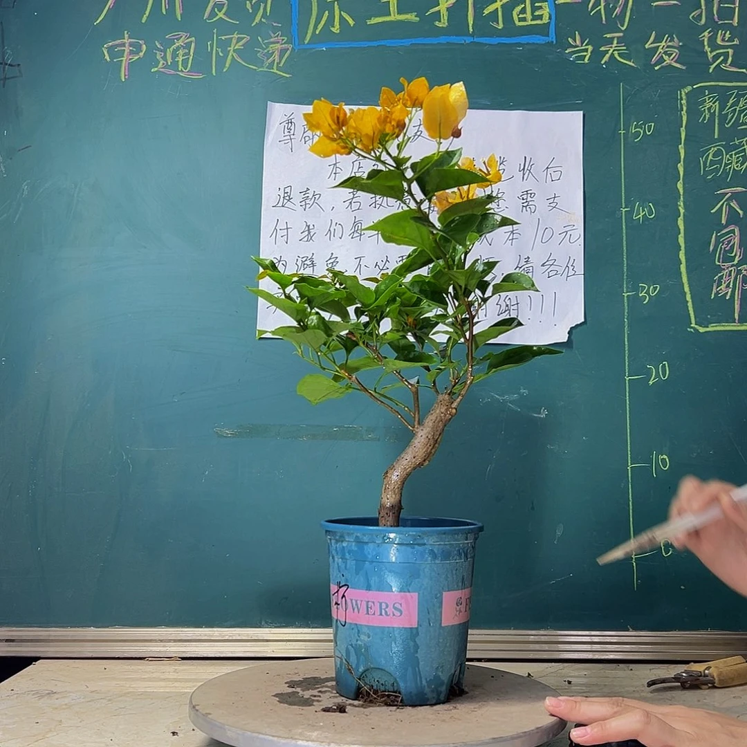 当前无花栽培后可以开花  造型粗杆 柠檬黄 566