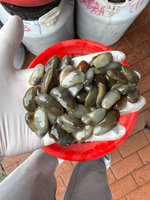统货6月份今年江苏泥螺散装泥螺原料很咸需要自己加工直播购