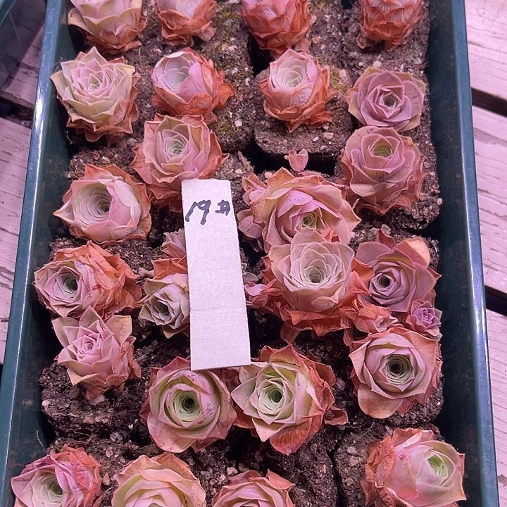 山地玫瑰19号，一物一拍24颗1.8cm左右