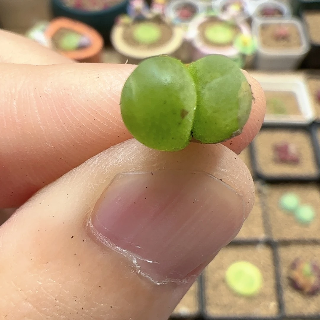 【闪购商品】16 福利