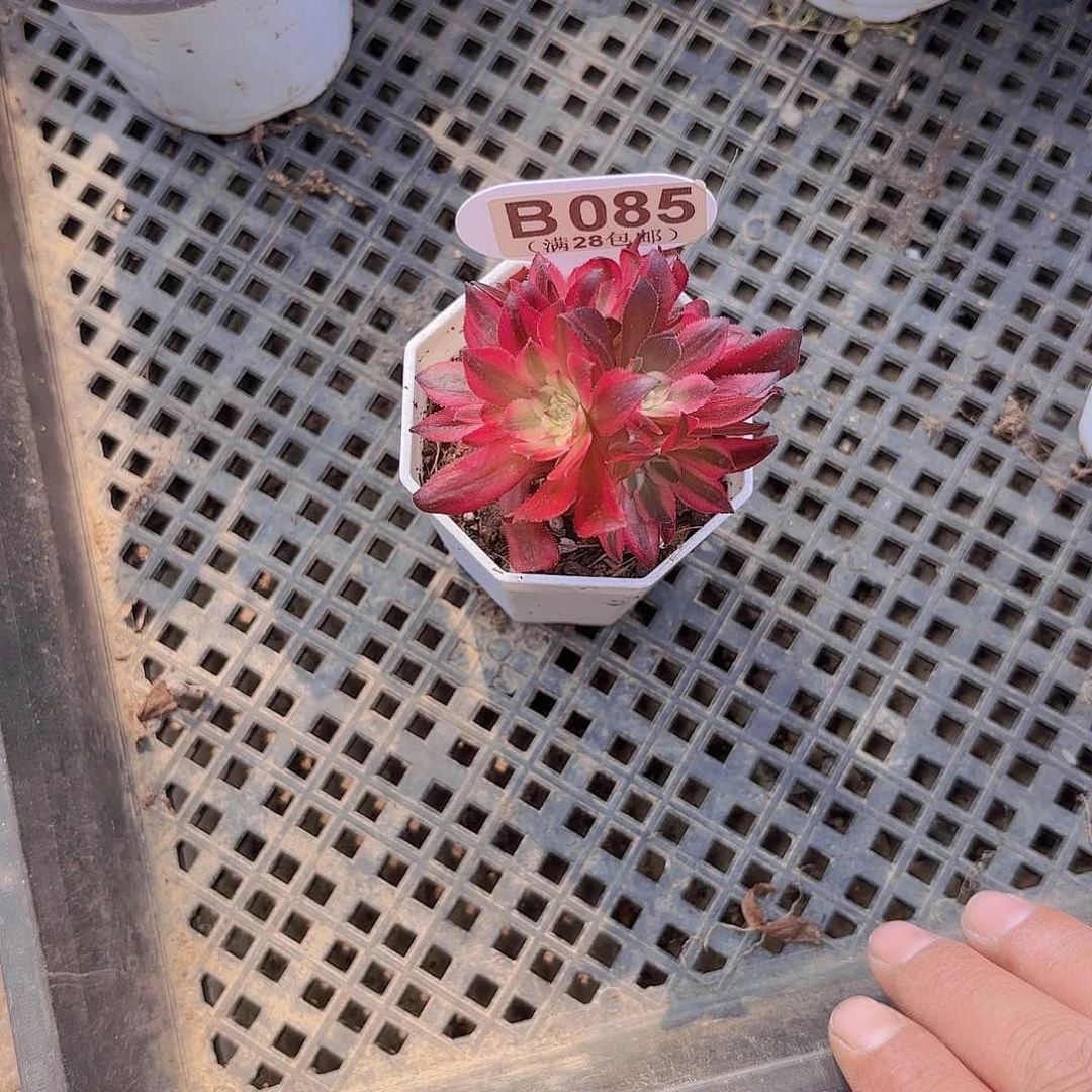 B085法师一物一拍