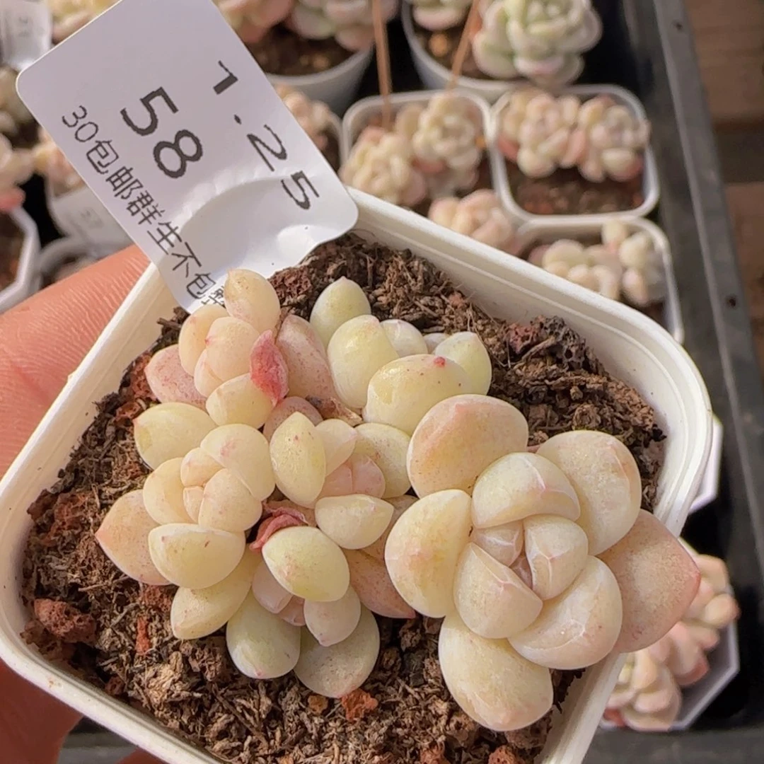 六头冰玉一颗脱土发货