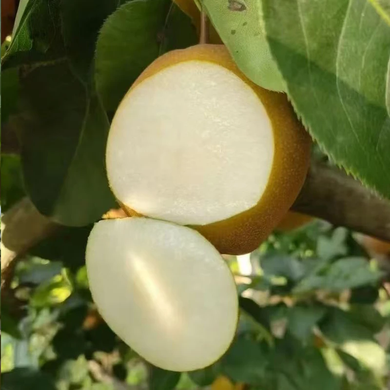 5斤老品种黄花梨湖北荆州公安时令水果