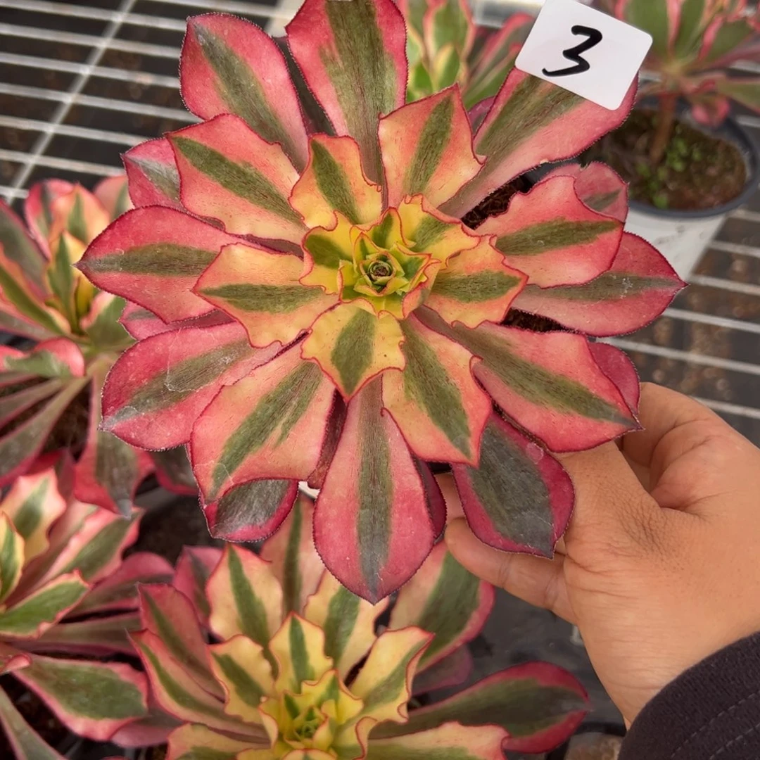 3黄魅影一颗9.9多肉