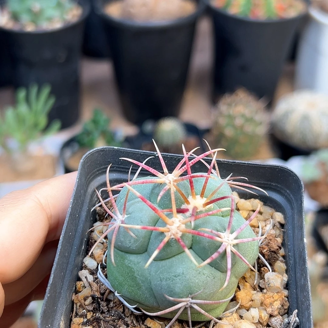 实生绯冠龙4cm一颗