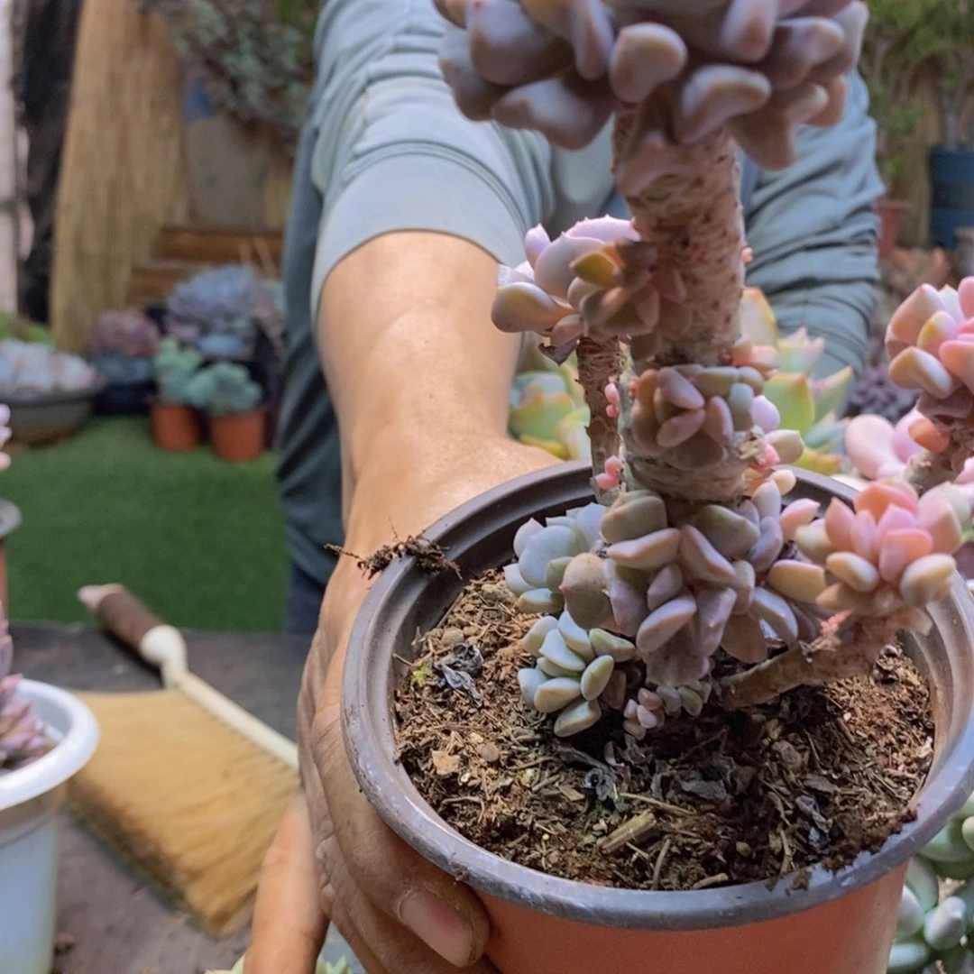 莆****砖179号雪精灵多肉