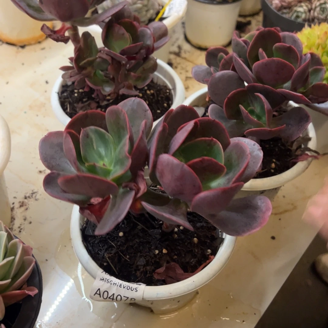 大唐玫瑰双头起发多肉