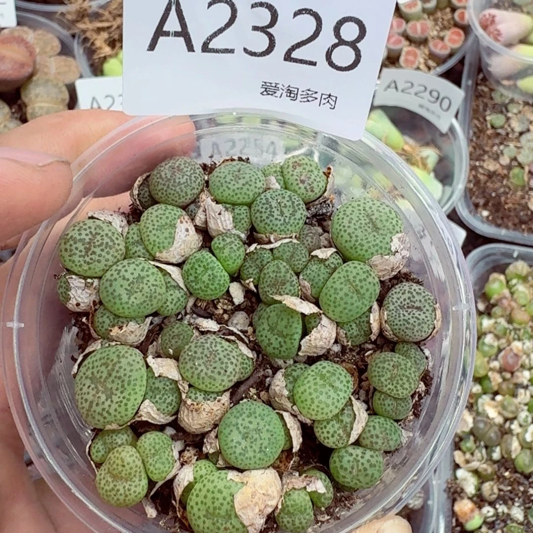 2328——生石花 肉锥