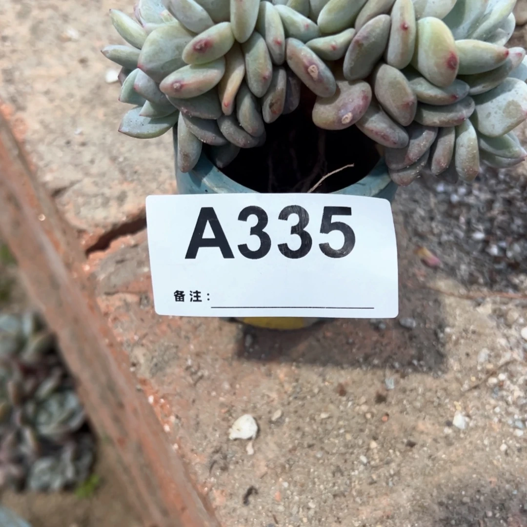 ?****?335 多肉多肉多肉多肉多肉