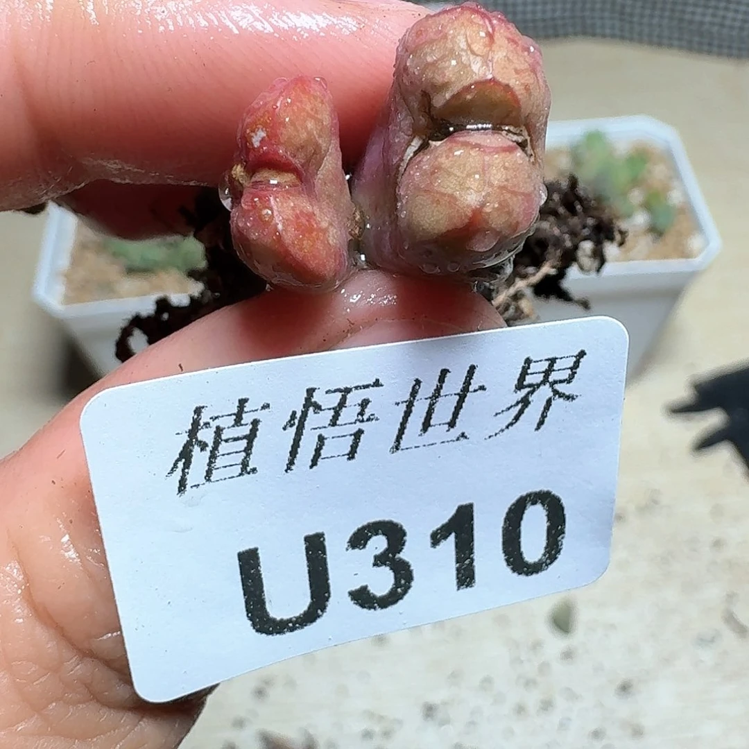 310盒多肉植物哇d g