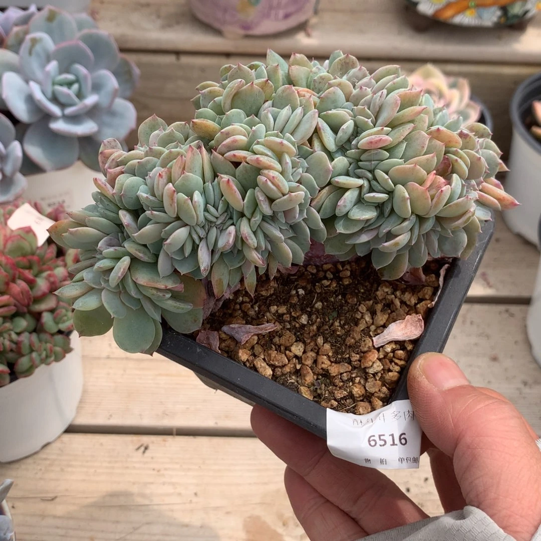 6516原始海棠花缀化一颗10.5厘米