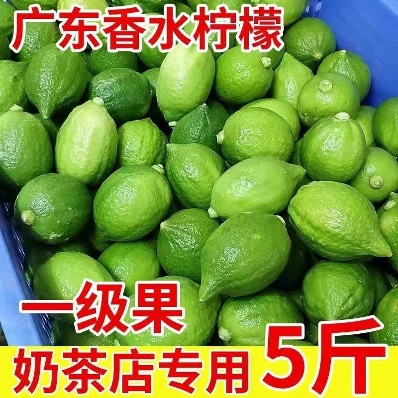 广东香水柠檬一级果新鲜现摘无籽多汁奶茶店专用水果