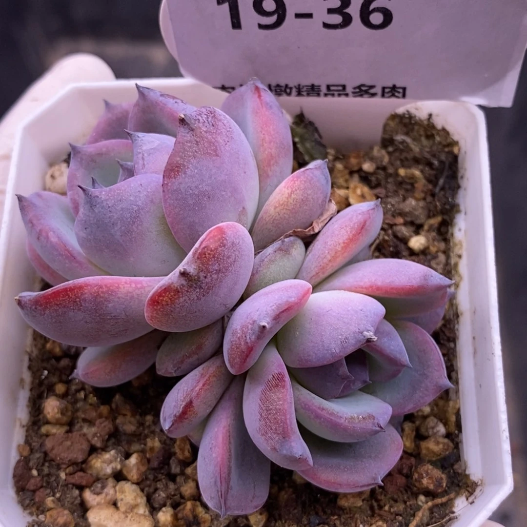 【闪购商品】19-36黑橙