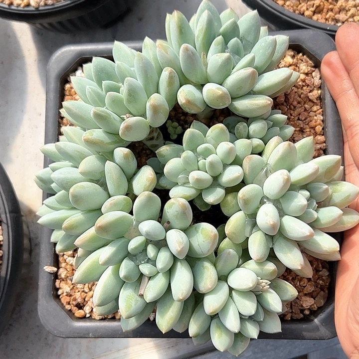 【闪购商品】宽叶奶糖手捧