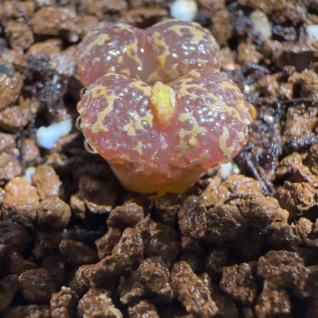 肉锥多肉植物组合-酒红泡泡勋1535